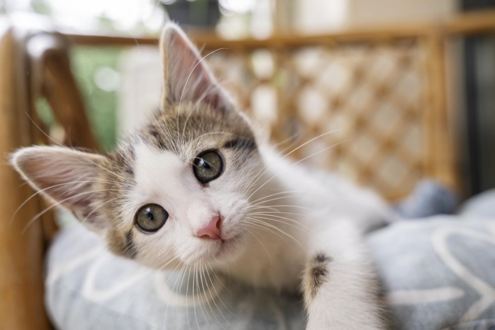 Taurine: The Must-Have Nutrient for Cats